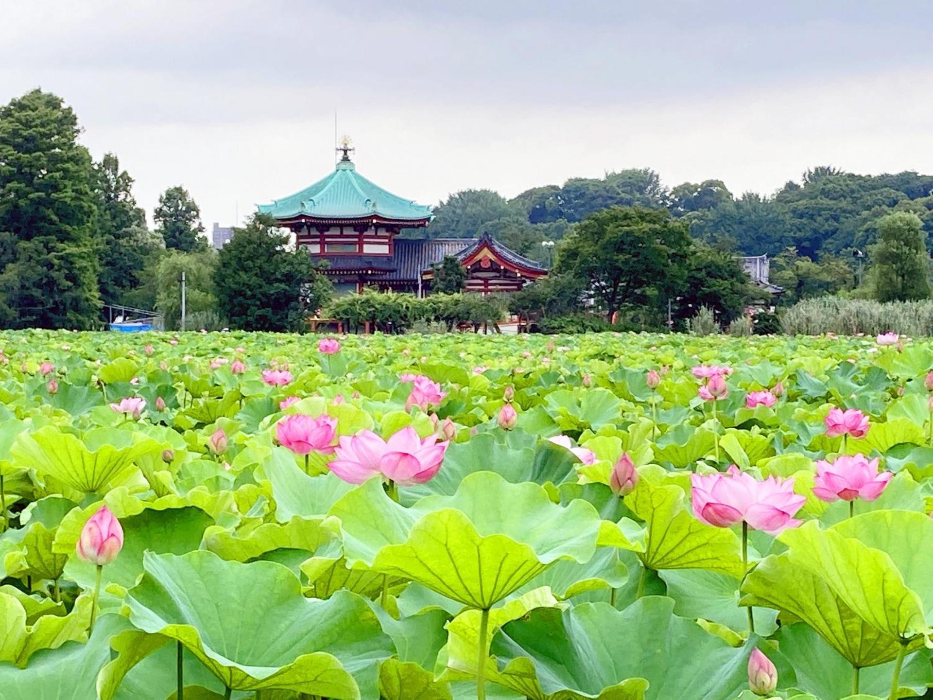 Designers Hotel Siesta — Photos 1